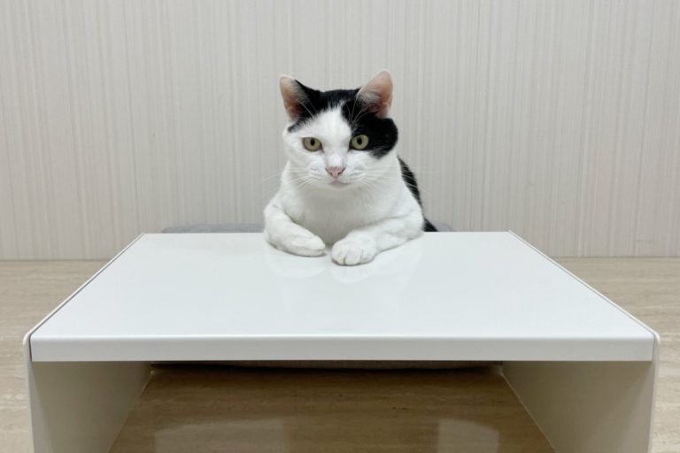 黑白貓端坐在桌子前，讓人想向牠「諮商」。（圖／twitter帳號CatNaviDesk）