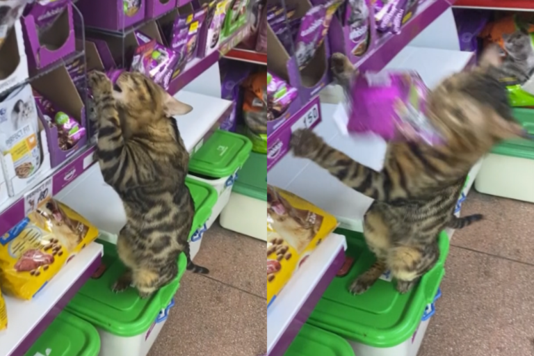 影／貓咪光顧商店叼走一袋貓糧　犯案全程被目睹：遭小偷了！
