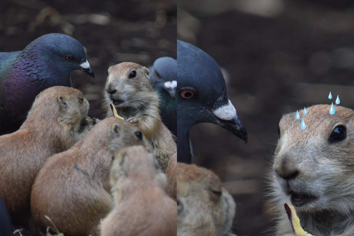 鴿子群降落土撥鼠地盤，貪吃模樣就像大盜一樣！（圖／Twitter帳號：anuhs_birb） 