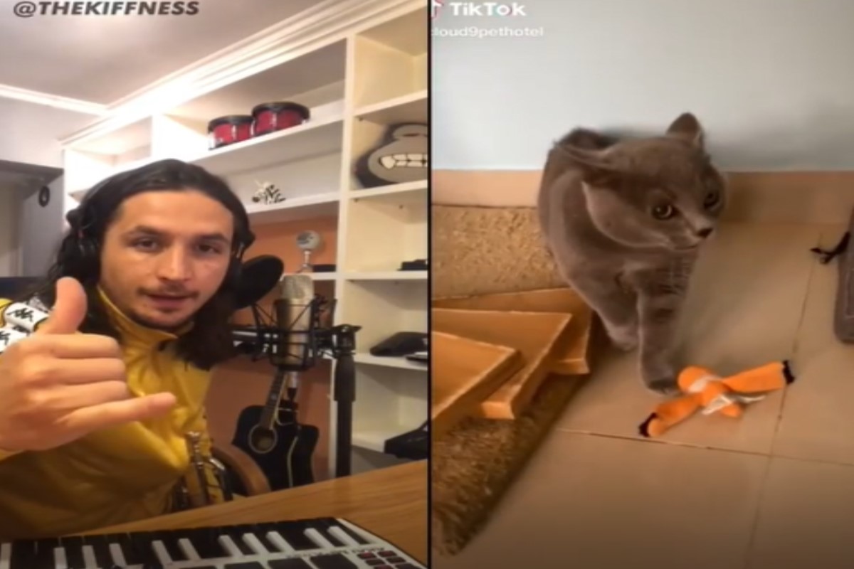 國外一名音樂家將貓咪怒吼的影片改編成神曲！（圖／IG帳號thekiffness）