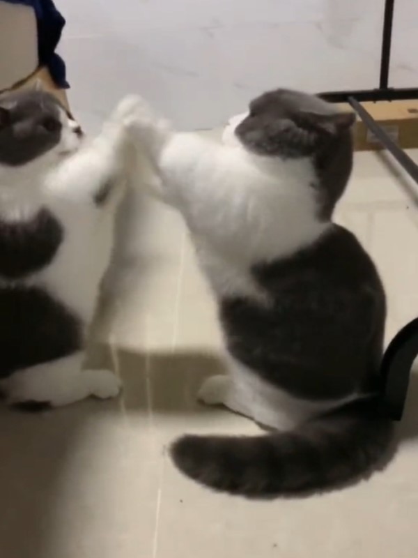 2貓咪伸小短手「同步打架」　網友笑翻：以為在照鏡子！