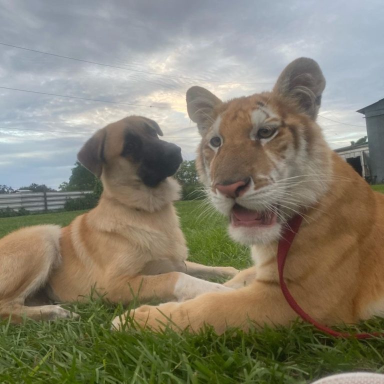 老虎和牠最愛的狗朋友！（圖／Instagram帳號：tiger_encounter）