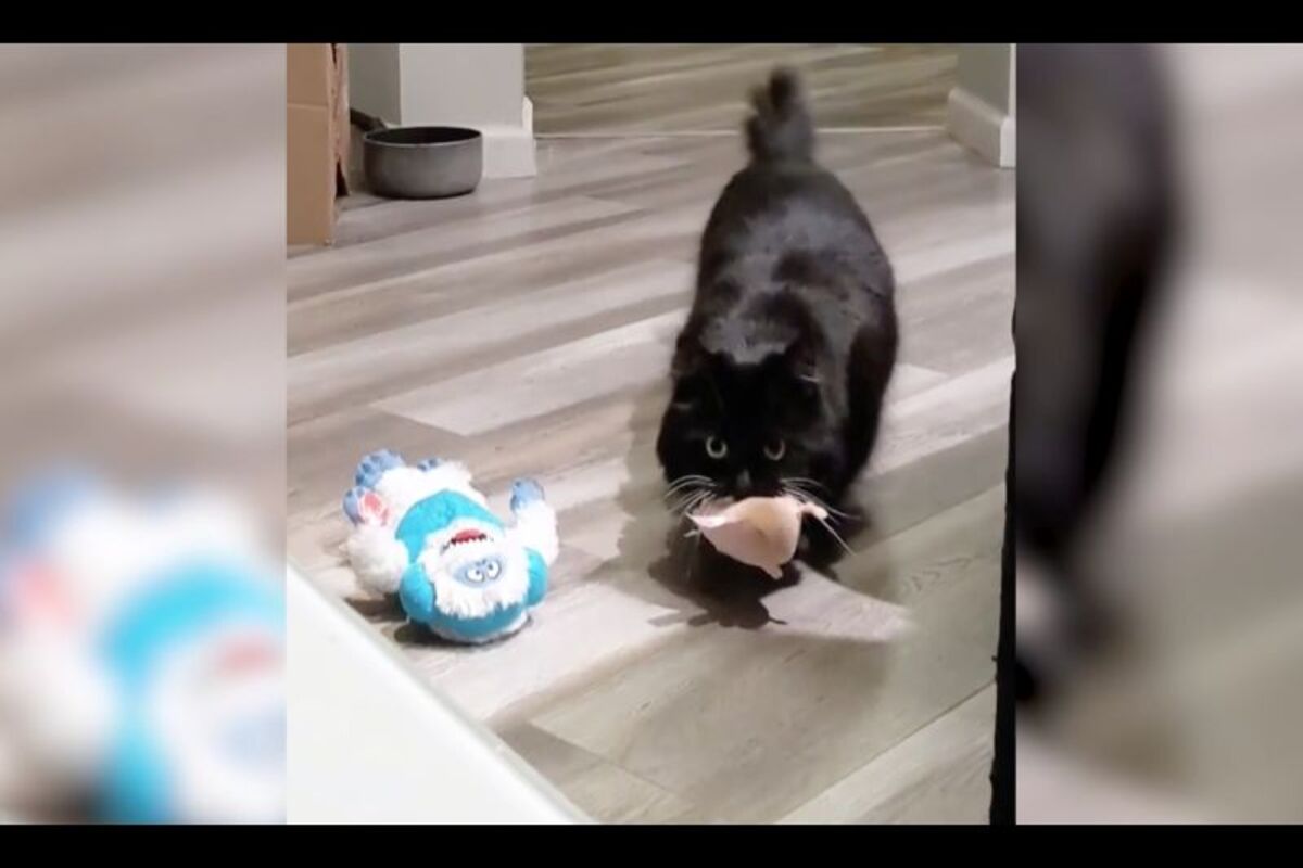 美國網友養了一隻貼心黑貓，每天晚上都會叼玩具過來給主人，已經成為一種日常儀式。（圖／美聯社AP／SWNS）
