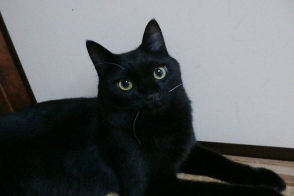 今日歷史／8月17日是「國際黑貓感謝日」　瑪麗蓮夢露逝世63週年
