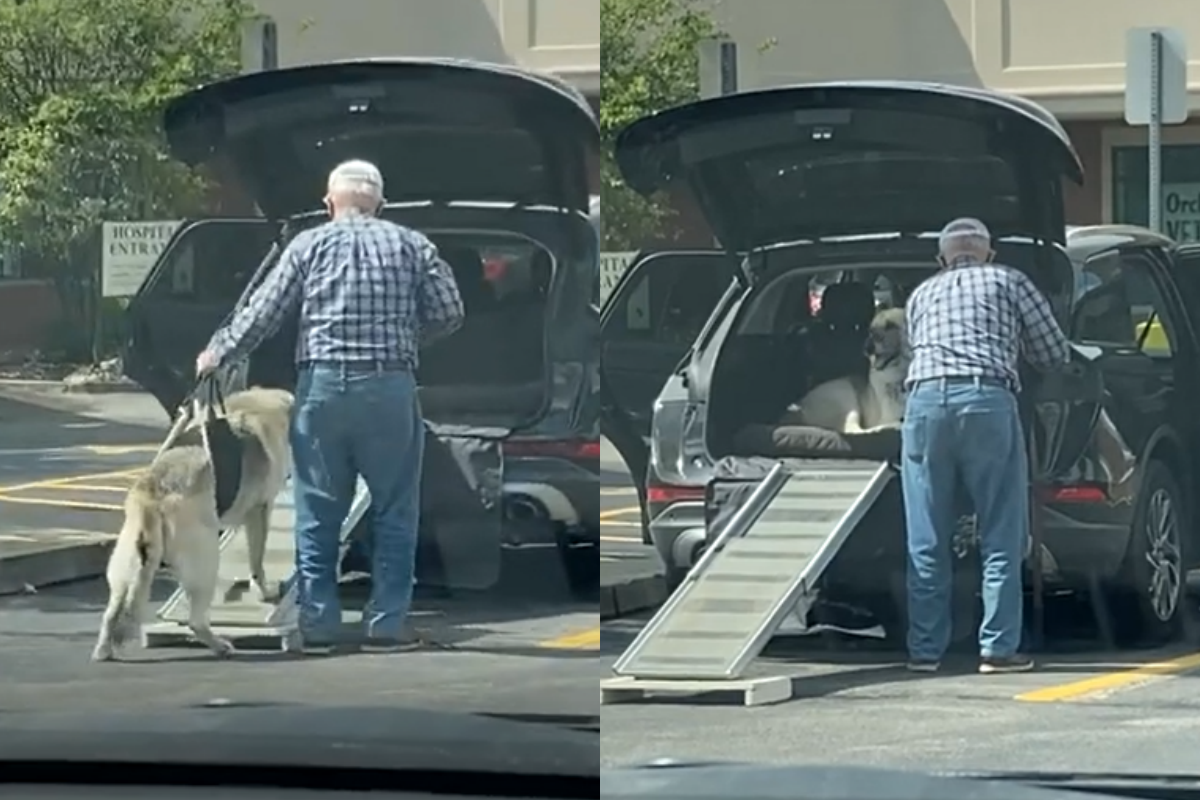 飼主和狗狗一起步入老年，互相扶持影片感動許多人！（圖／Youtube帳號：ViralHog）