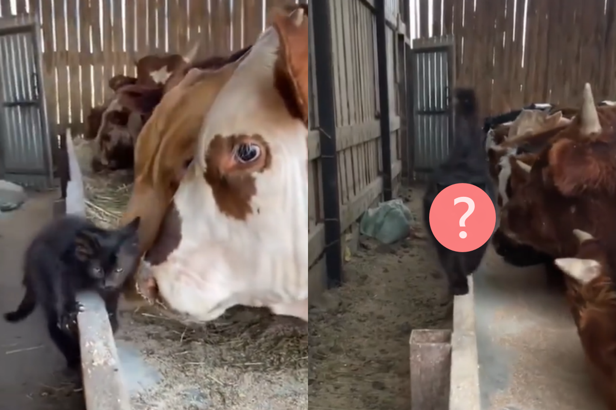 小黑貓逛牛棚總被欺負，長大後卻變化超大、超驚人！（圖／Instagram帳號：shamil_161_） 