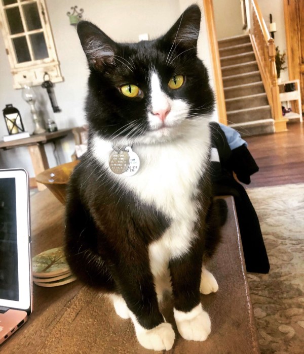 賓士貓每天陪小主人等校車 目送她離開:等妳回來喔!