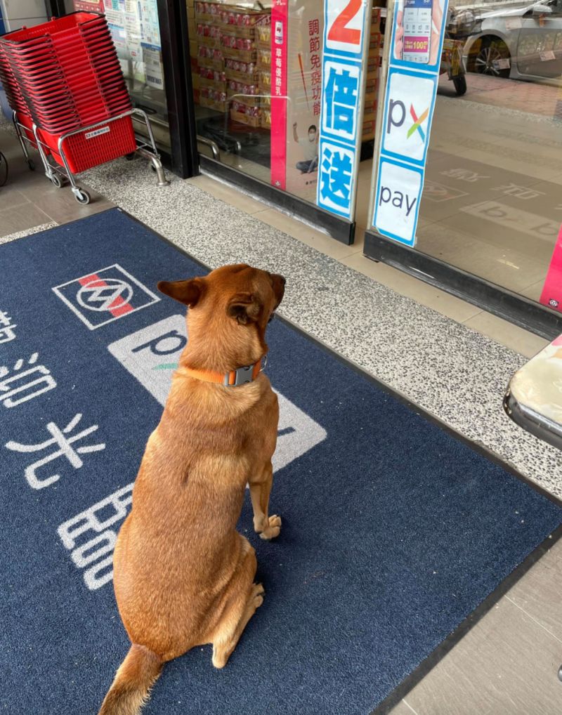 ▲男網友PO出在全聯門口等待主人購物的狗狗。（圖／翻攝自《我愛全聯-好物老實説》）