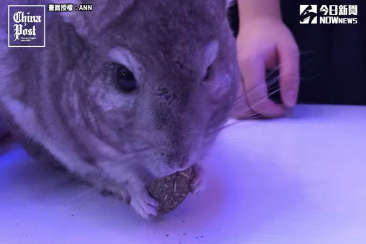 絨毛絲鼠長相可愛，但是飼養起來一點都不簡單！（畫面授權：ANN）