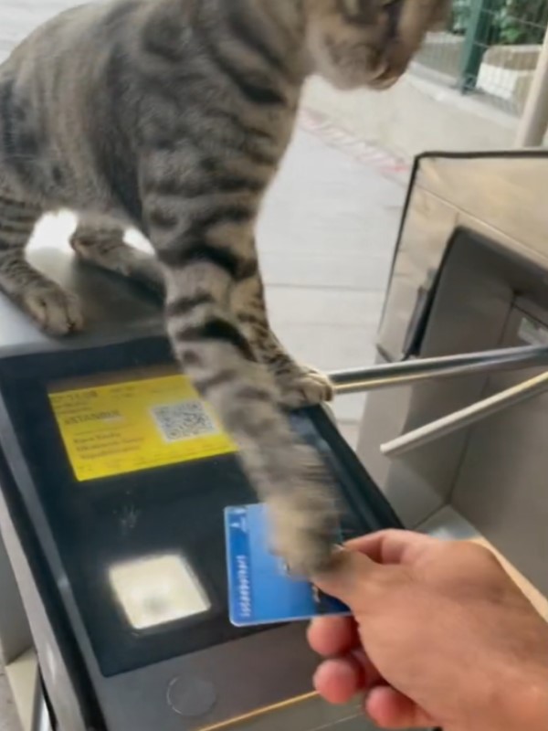 貓站長占據驗票閘門不滿網友偷摸貓掌回擊：先刷卡啦！