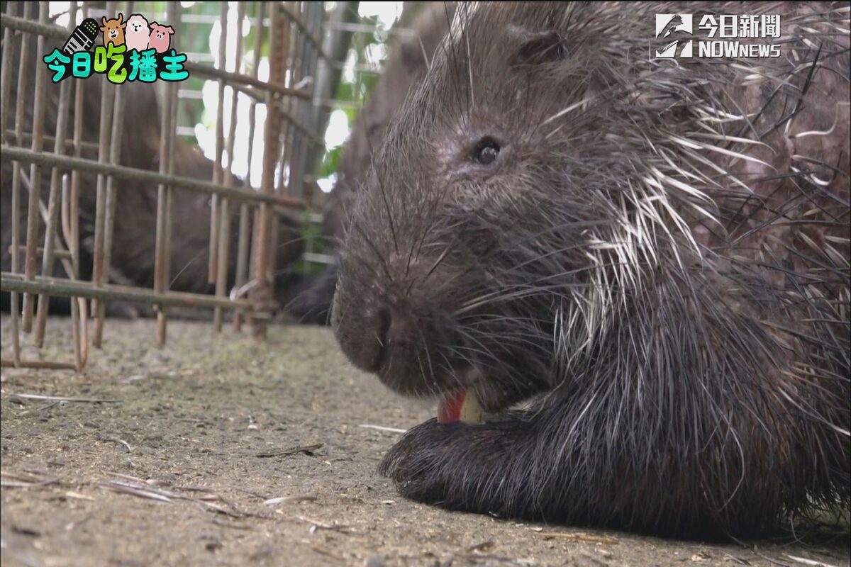 豪豬害羞叼蘋果 躲角落霸氣開吃。（圖／NOWnews ）