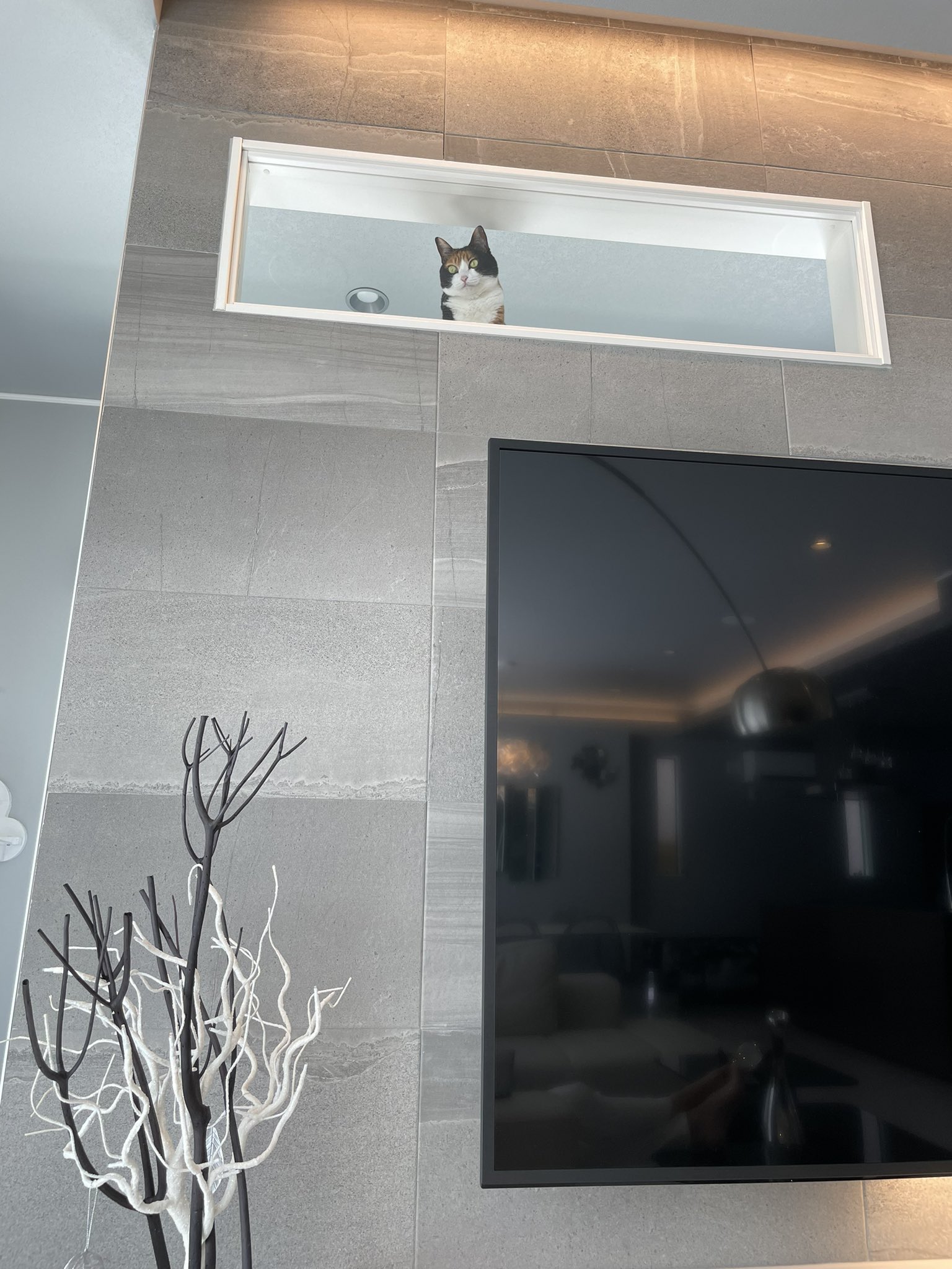 在二樓做了貓咪專用景觀窗。（圖／Twitter帳號：HOMEALONE_ksk）