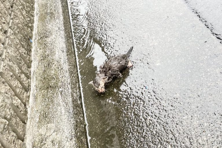 網友在大雨中發現一隻被淋濕的虎斑奶貓。（圖／Twitter帳號：ochinekoame） 