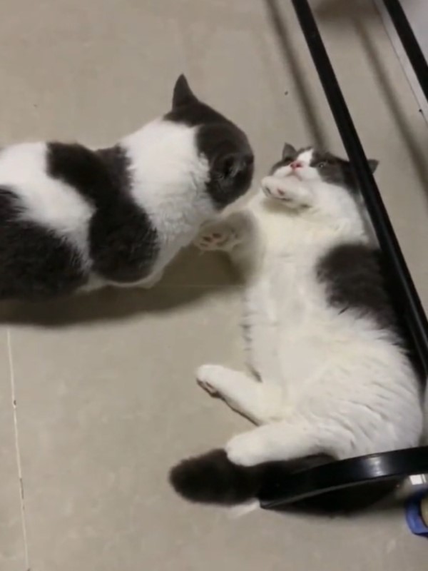 2貓咪伸小短手「同步打架」　網友笑翻：以為在照鏡子！