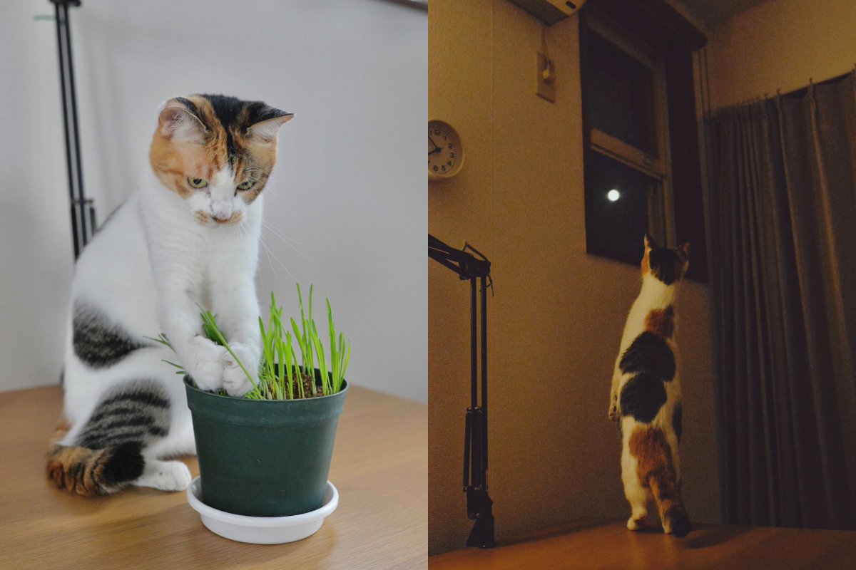 中秋月正圓，貓皇居然自己站起來賞月亮！（圖／Twitter帳號：heltune） 