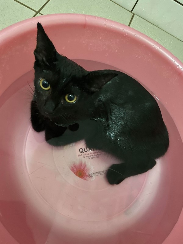 影／主子洗澡初體驗竟然折手手媽讚：黑貓脾氣真的超好！