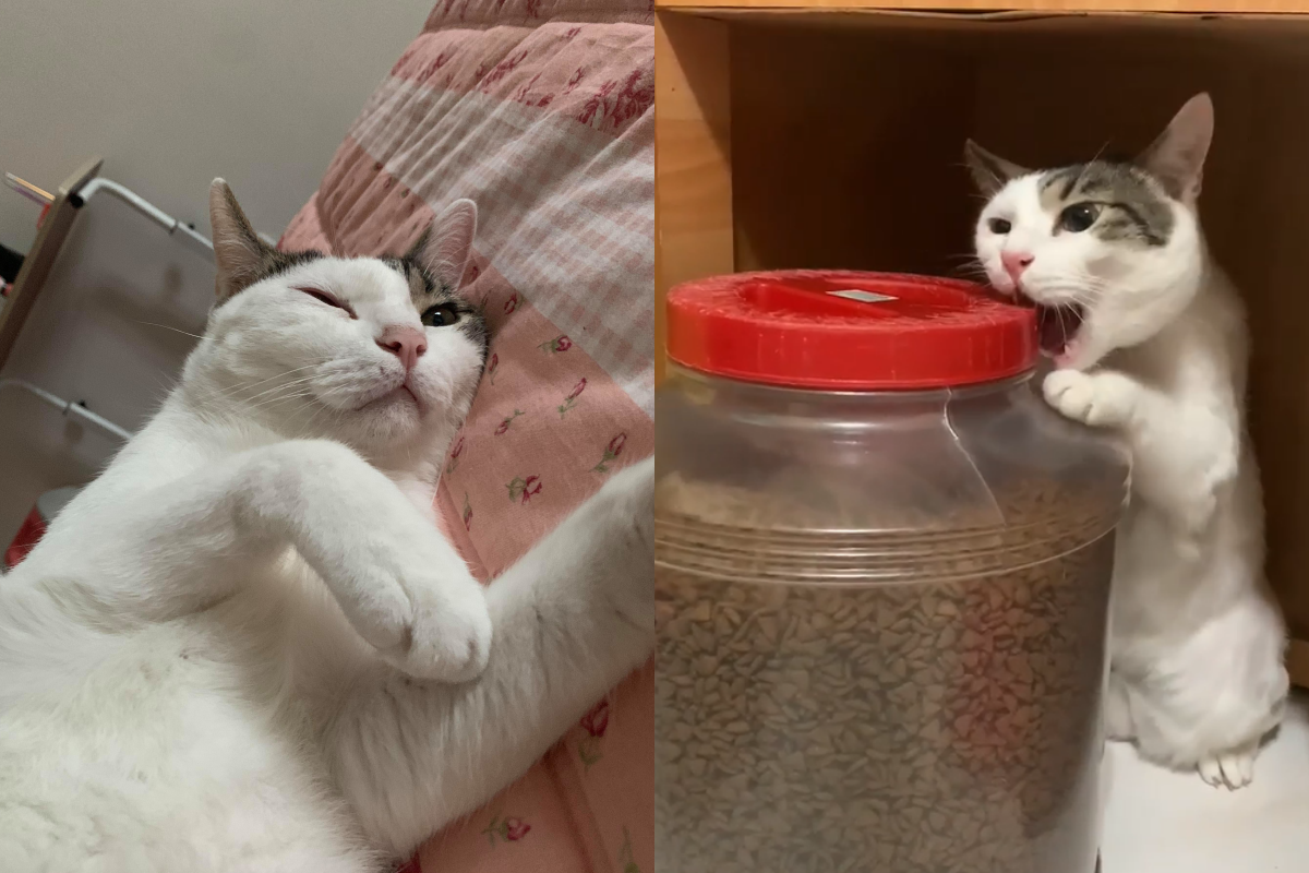 貪吃喵自練開罐神功，任何罐罐都逃不出牠的魔爪！（圖／網友Sherry Kang授權提供）