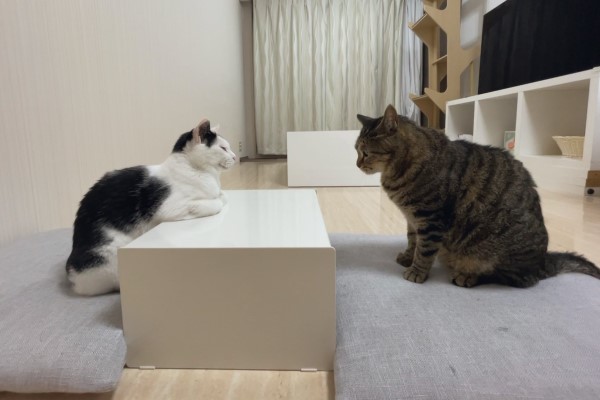 黑白貓小桌前折手手端坐奴笑：能聊聊心事嗎？