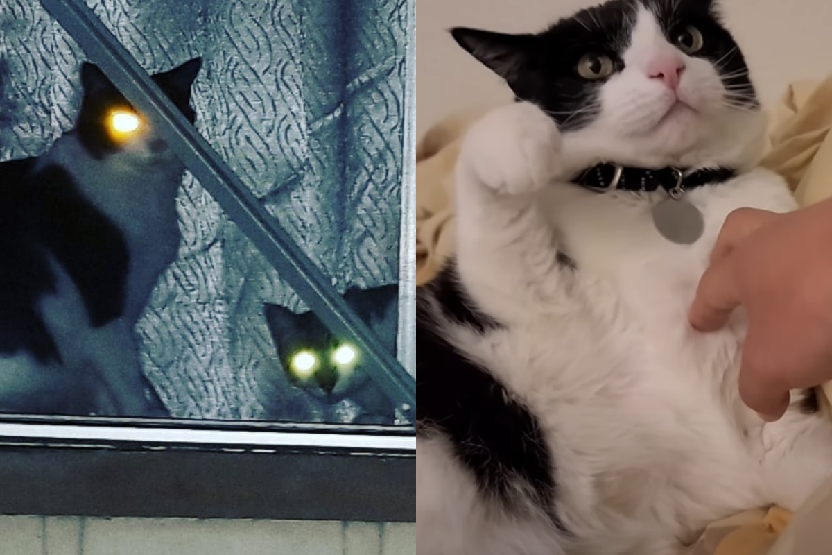 奴才想撫摸愛貓卻被強烈閃避，貓咪擺萌臉拒絕！（圖／Youtube帳號：MimiBlue） 