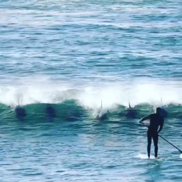 衝浪遇到一群海豚　下秒男子竟遭牠「High Five」撞飛！