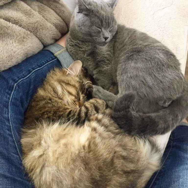 兩隻喜歡一起卡在主人的腿間睡覺。（圖／Instagram帳號：sa.burooo）
