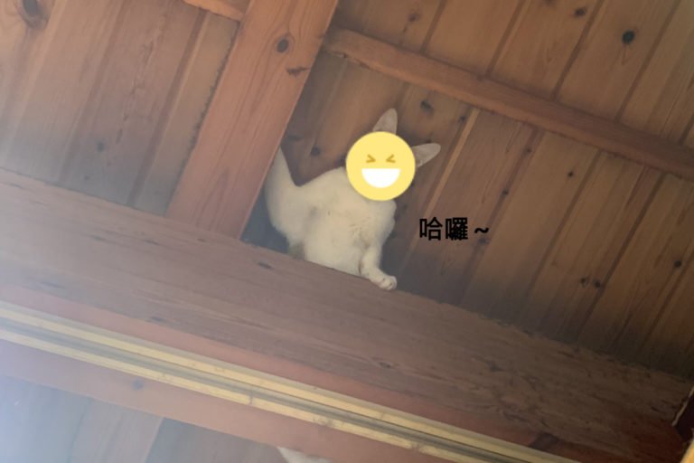日本一名推主家的貓咪日前爬上樑柱，認真地窺視推主。（圖／twitter帳號groovy03291013）