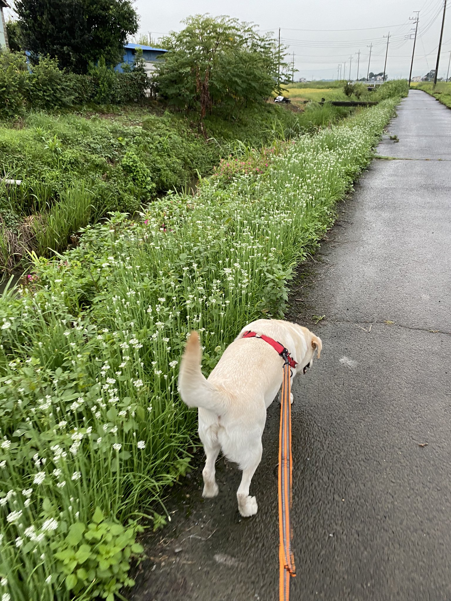 散步時背部普通，與一般狗狗沒有差別。（圖／Twitter帳號：HowaSeiki）