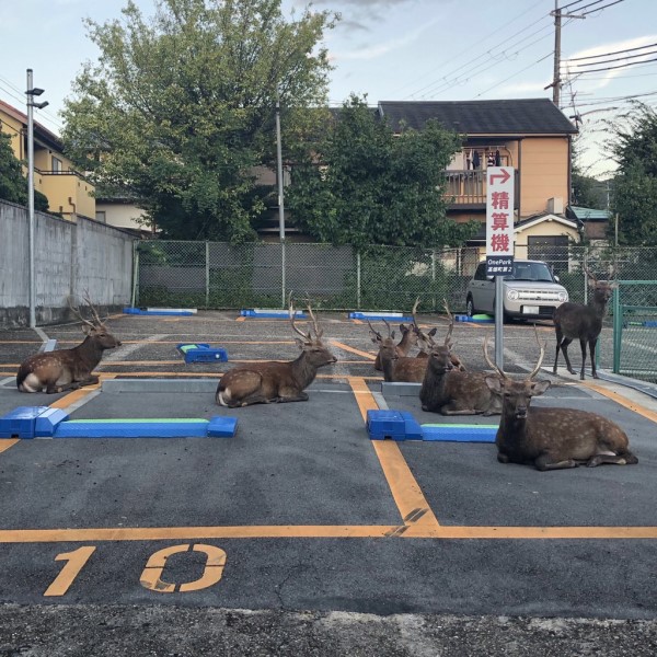 奈良停車場驚見巨大生物群聚　網笑：鹿邊停車？