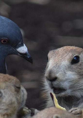 看到土撥鼠手上的食物，鴿子不停給予眼神施壓。（圖／Twitter帳號：anuhs_birb）