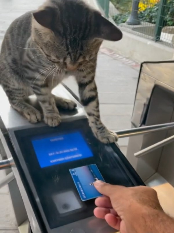 貓站長占據驗票閘門　不滿網友偷摸貓掌回擊：先刷卡啦！