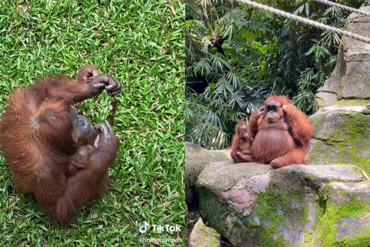 印尼紅毛猩猩戴太陽眼鏡影片爆紅。（圖／翻攝自TikTok帳號minorcrimes）