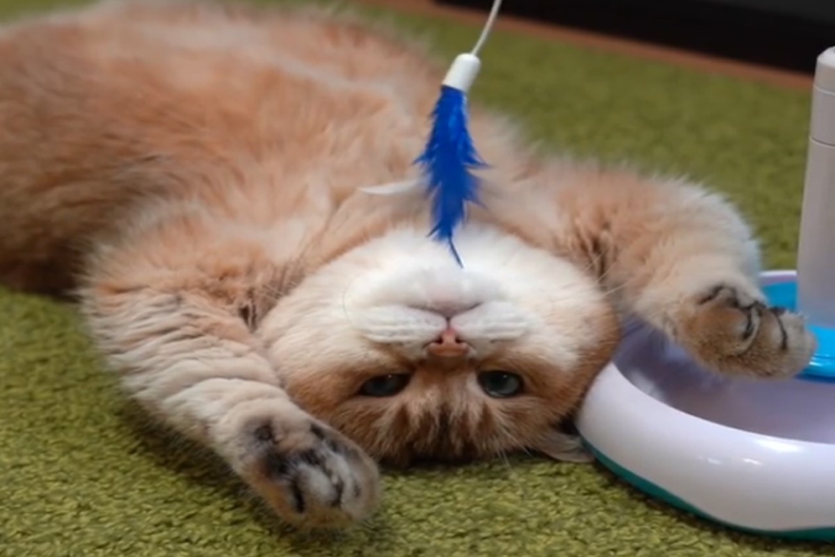 俄羅斯網紅貓「Hosico」日前在逗貓器前耍廢！（圖／IG帳號hosico_cat）