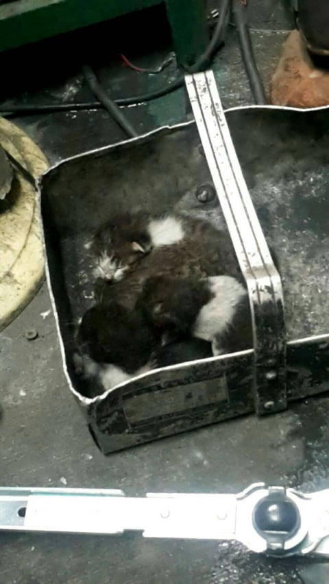 這天在引擎中發現了四隻小貓！（推測約三週大）（圖／網友LuLu Chen授權提供）