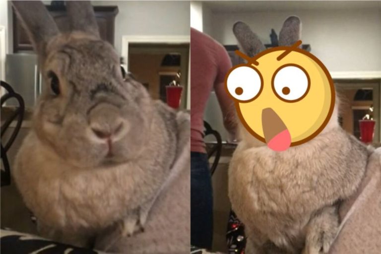 國外有網友分享兔子打哈欠的影片，短短7秒就讓人不斷重播。（圖／AP美聯社／Jukin Media）