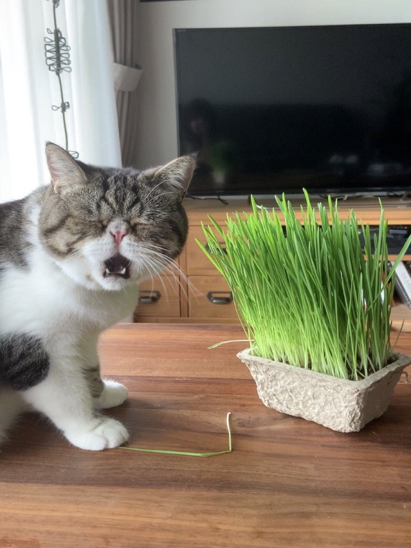 貓咪吃貓草竟露誇張表情　網一看笑翻：大事不妙了！