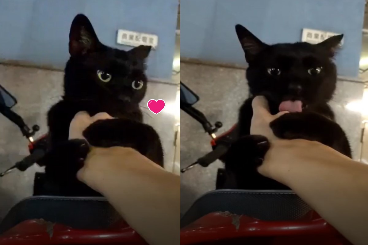 網友林先生日前被黑貓抱手狂舔，笑說自己是「第一次被浪浪抱緊處理」！（圖／網友C-h Lin授權提供）