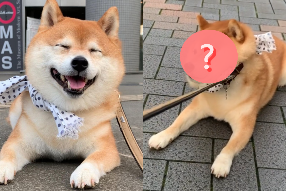 柴犬逛街累翻竟趴地不走，下秒竟被飼主拉成迷因臉！（圖／Instagram帳號：tsumuji_kun） 