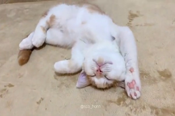 小貓被領養幾天後翻肚舉手狂睡　網笑：不用努力了！