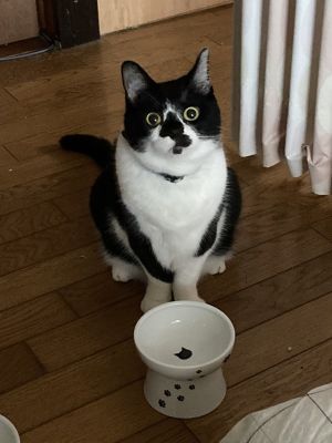▲黑白貓「Tenten」竟然站在空碗前盯著自己，露出奇妙的表情……（圖／twitter帳號myaahcw27）