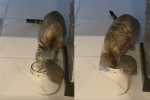 ▲由於鼠鼠不願意走開，貓咪只好伸手撈水，即使能喝到水也被鼠鼠撞開。（圖／美聯社AP+Jukin Media授權）