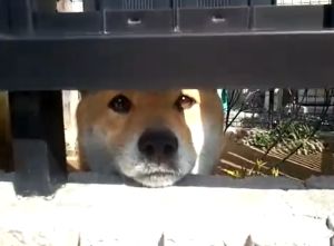 原來是一隻超可愛的柴犬啊!(圖/Youtube帳號:olu77) ▲原來是一隻超可愛的柴犬啊!(圖/Youtube帳號:olu77)