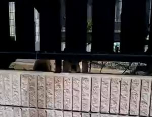 不停地想靠近拍攝者,看起來對他非常有興趣!(圖/Youtube帳號:olu77) ▲不停地想靠近拍攝者,看起來對他非常有興趣!(圖/Youtube帳號:olu77)