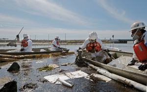 加州重大漏油事件衝擊生態　死鳥死魚沖上岸
