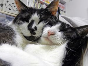 ▲這是感情甚好的賓士貓姐弟，光臉就稍稍能看出兩隻大小的差異。（圖／Twitter帳號：sai_nekoyashiki） 