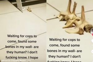 ▲法蘭西斯擔心是人類的骨頭,便將它將給警方檢驗,沒想到結果竟是「羊骨」。(圖/翻攝自《francischuckieraven》TikTok) ▲法蘭西斯擔心是人類的骨頭,便將它將給警方檢驗,沒想到結果竟是「羊骨」。(圖/翻攝自《francischuckieraven》TikTok)