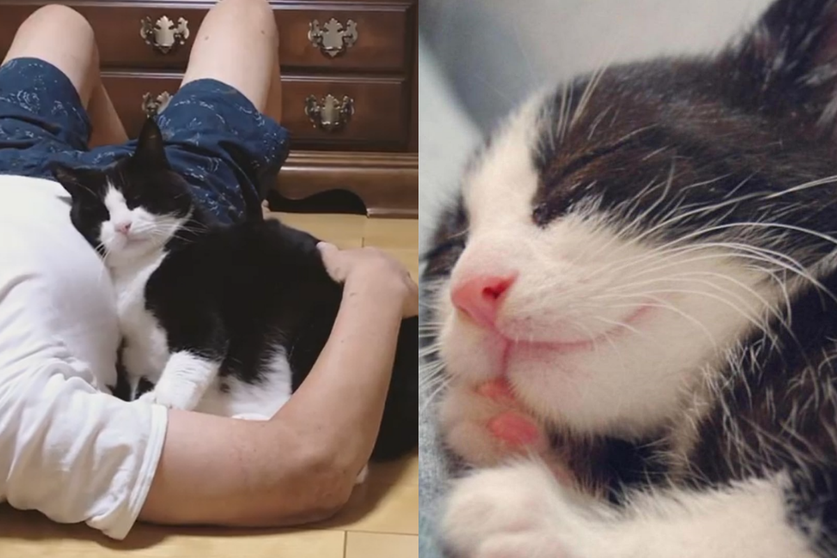 ▲賓士貓躺在最愛的男主人肚子上，表情非常滿足！（圖／Instagram帳號：kikibekako）