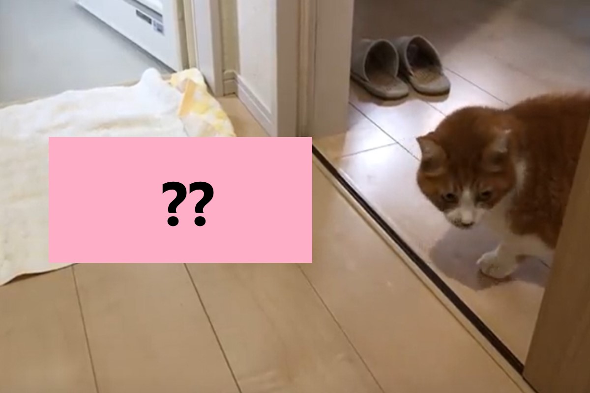 ▲日本一名貓奴出奇招誘惑貓咪洗澡。（圖／twitter帳號chinbrick）