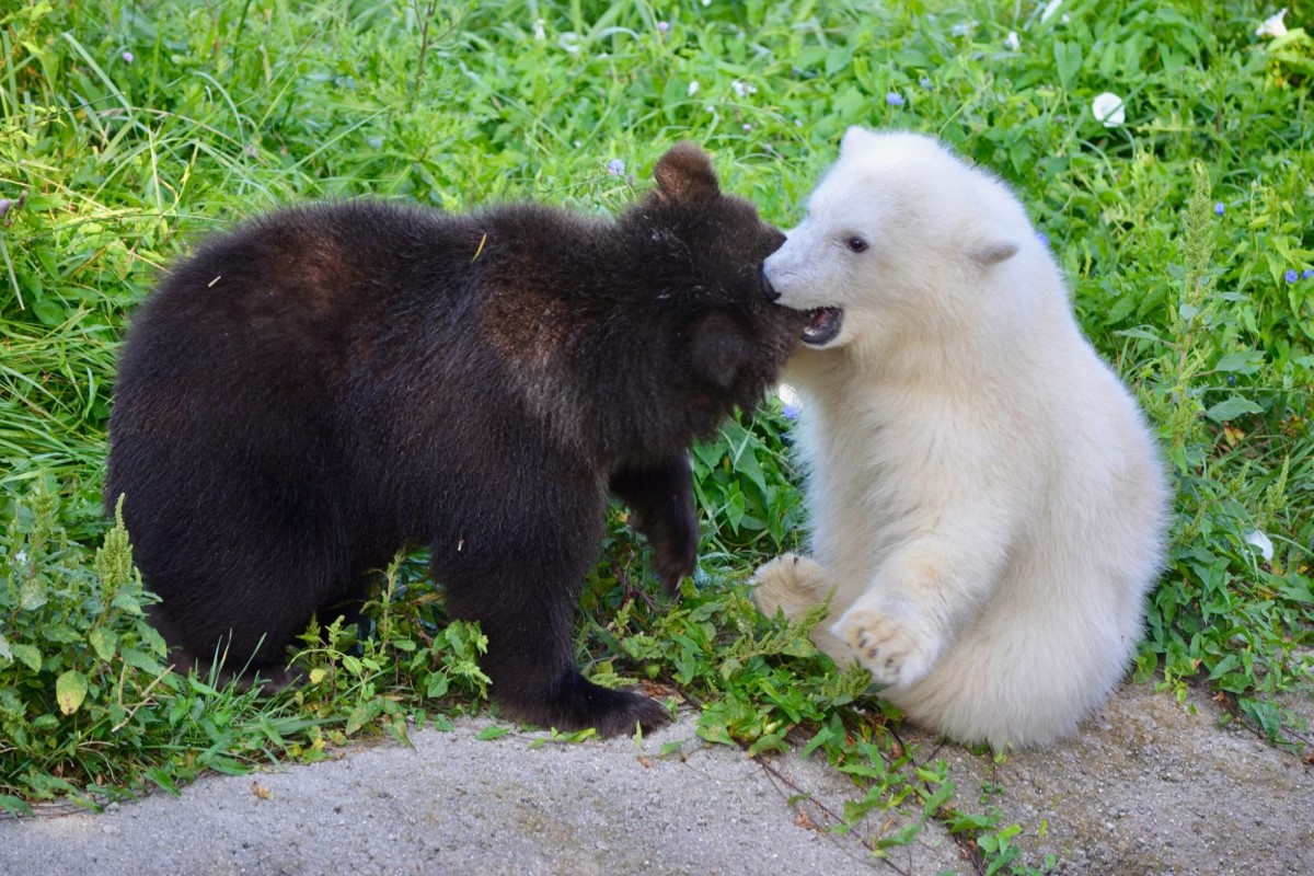 當灰熊寶寶遇見小北極熊　牠立刻混熟：當我麻吉好嗎？