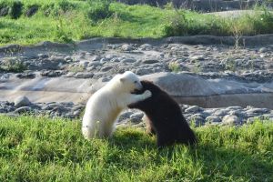 ▲來自阿拉斯加野外的小灰熊「傑比」因為沒有媽媽被輾轉送到底特律動物園，剛好遇見被母親與手足拋棄的北極熊寶寶「蕾爾克」。（圖／FB帳號Detroit Zoo）