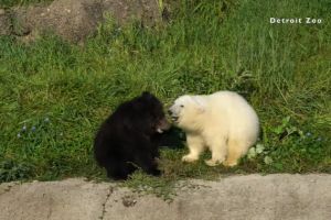 ▲看兩隻小熊彼此玩耍的模樣真的太療癒了！（圖／FB帳號Detroit Zoo）